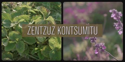 zentzuz kontsumitu